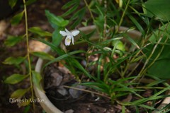 Arundina graminifolia